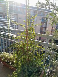 Pianta grassa "Portulacaria afra"