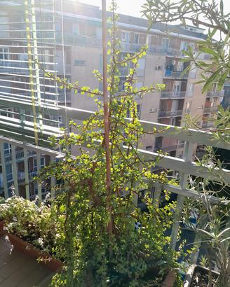 Pianta grassa "Portulacaria afra"