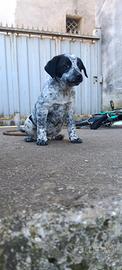 Animali