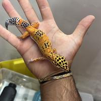 Geco leopardino