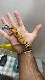 Geco leopardino