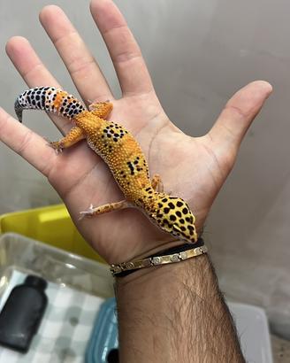 Geco leopardino