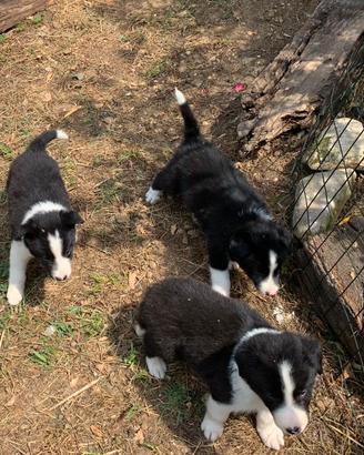 Cuccioli border collie