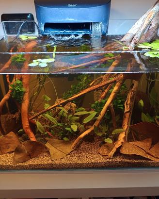 Acquario blau 38 litri aquascaping