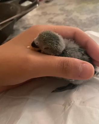 Coppia Inseparabili allevata a mano