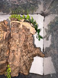 Geco ciliatus