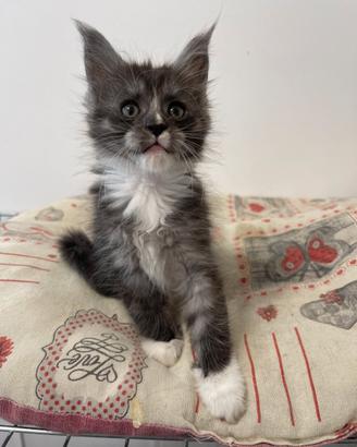Cucciole femmine di Maine coon