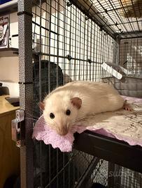 Ratto da compagnia