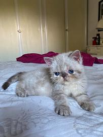 Gatto exotic shorthair