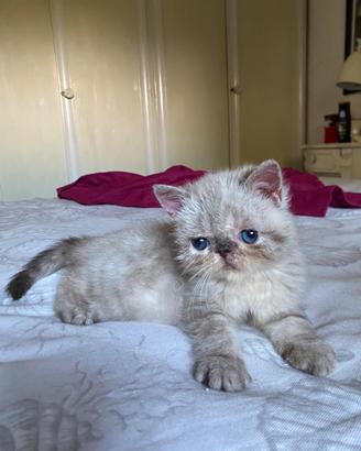 Gatto exotic shorthair