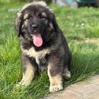 Cuccioli pastore del Caucaso