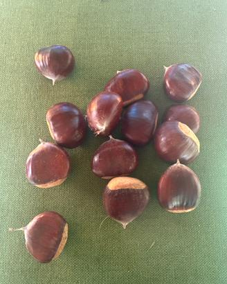 Marroni Court de Betizac
