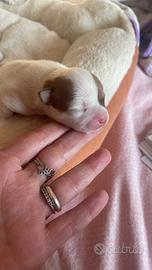 Cucciolo di Chihuahua