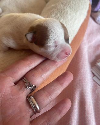 Cucciolo di Chihuahua
