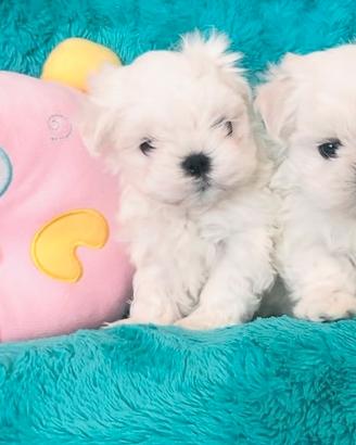 Maltese coreano cuccioli