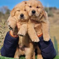 Cucciolo golden retriever americano marina lab