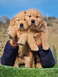 Cucciolo golden retriever americano marina lab