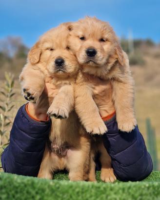 Cucciolo golden retriever americano marina lab