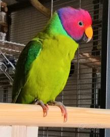 Pulli di parrocchetto testa di prugna