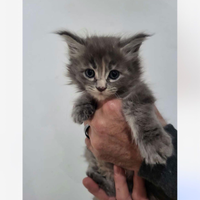 Maine coon