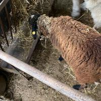 Pecora sambucano maschio nero