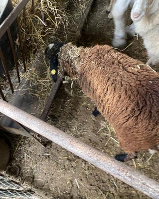 Pecora sambucano maschio nero