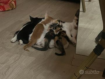 Gattini in adozione per famiglie amorevoli