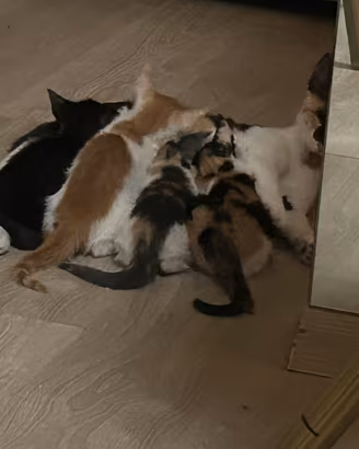 Gattini in adozione per famiglie amorevoli