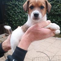 Cucciolo di Jack Russell