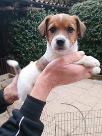 Cucciolo di Jack Russell