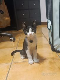 Gatto maschio 2 mesi