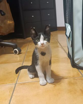Gatto maschio 2 mesi
