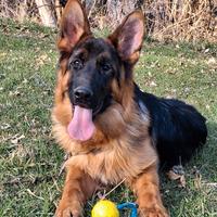 Disponibile un cucciolo di razza Pastore Tedesco