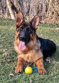 Disponibile un cucciolo di razza Pastore Tedesco