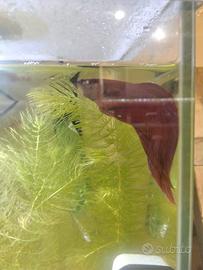 Acquario 30 LT completamente pronto con pesci.