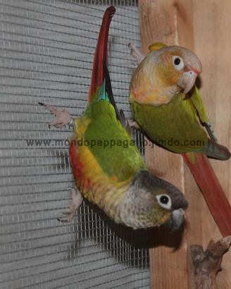 Pappagalli