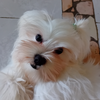Maltese puro smoll