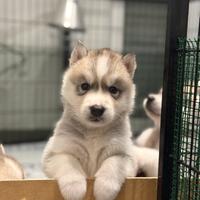 Cuccioli husky pedigree