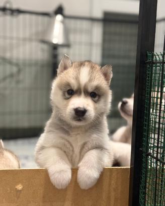 Cuccioli husky pedigree