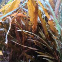 Cryptocoryne Wendtii Red

Pianta acquario verde