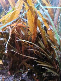Cryptocoryne Wendtii Red

Pianta acquario verde