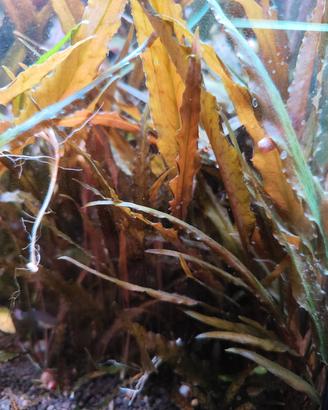 Cryptocoryne Wendtii Red

Pianta acquario verde