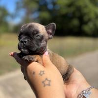 Bulldog francese