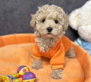 Filomena Maltipoo Toy