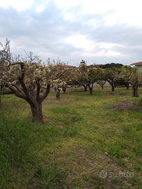 Terreno edificabile a Nurachi