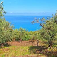 Pianotorre, uliveto terrazzato fronte mare