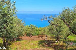 Pianotorre, uliveto terrazzato fronte mare