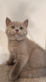 Gattina scottish straight