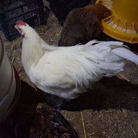 Galline Australorp Coppia