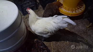 Galline Australorp Coppia